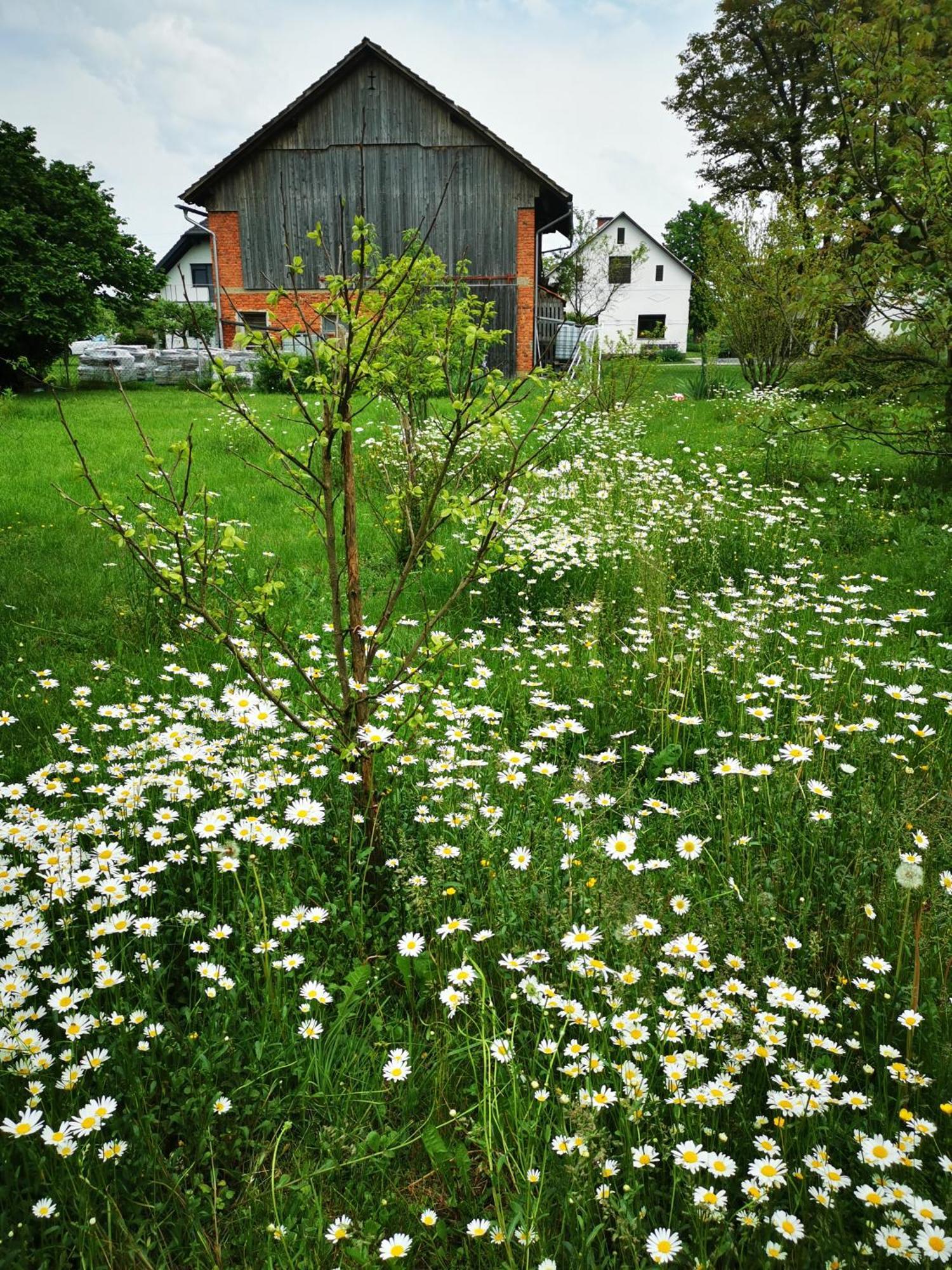 Merikotka - A Cozy Wooden Cottage, Slovenia Braslovce ภายนอก รูปภาพ